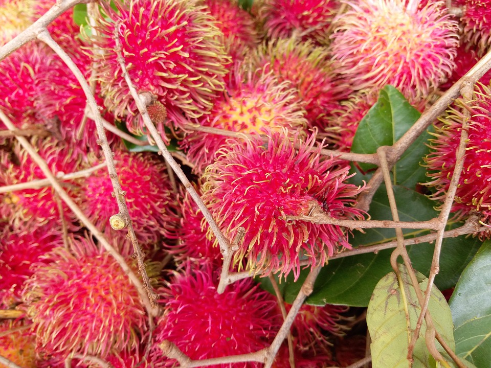 Rambutan Tanaman Nephelium - Foto gratis di Pixabay - Pixabay