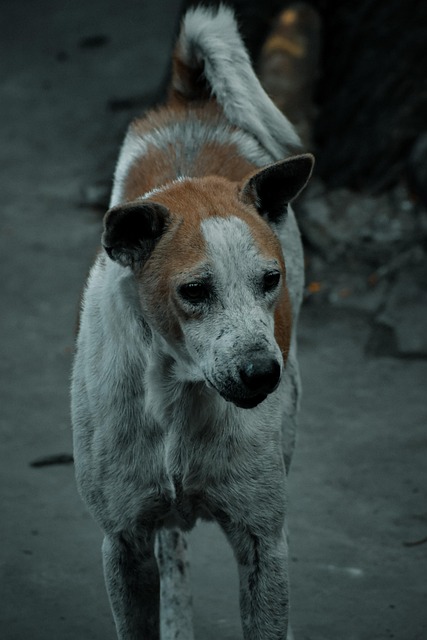 Mascota, Animales, Perro, Cachorro