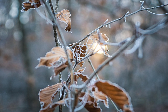 Free Dried Up Leaves photo and picture