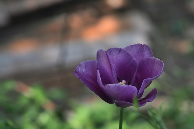 Free Flowers Tulip photo and picture