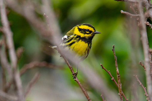 Free Bird Nature photo and picture