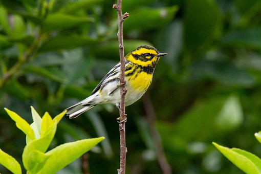 Free Bird Nature photo and picture