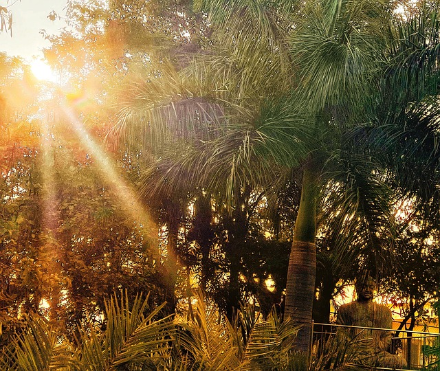 Free Sun Nature photo and picture