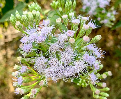 Free Purple Purple Flower photo and picture