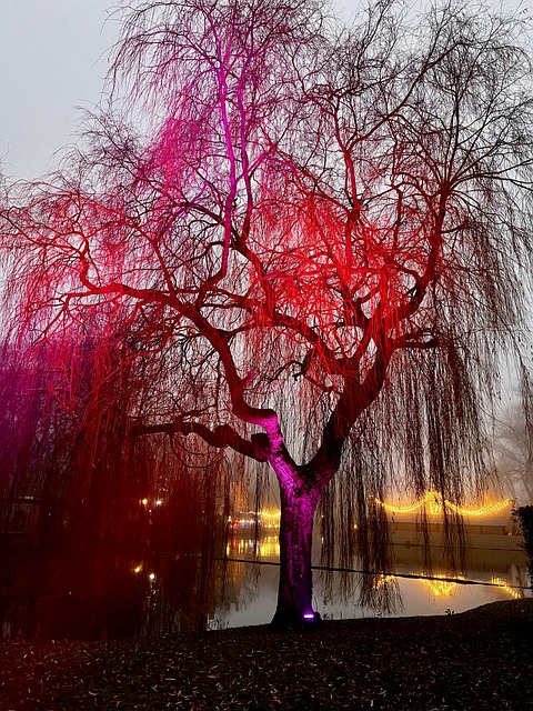 Free Nature Lighting photo and picture