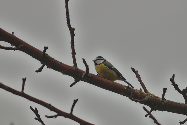 Free Birds Blue Tit photo and picture