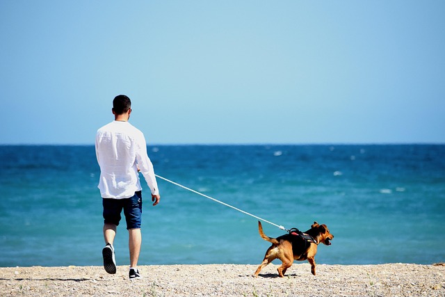 Mann, Hund, Strand, Meer, Ozean, Natur