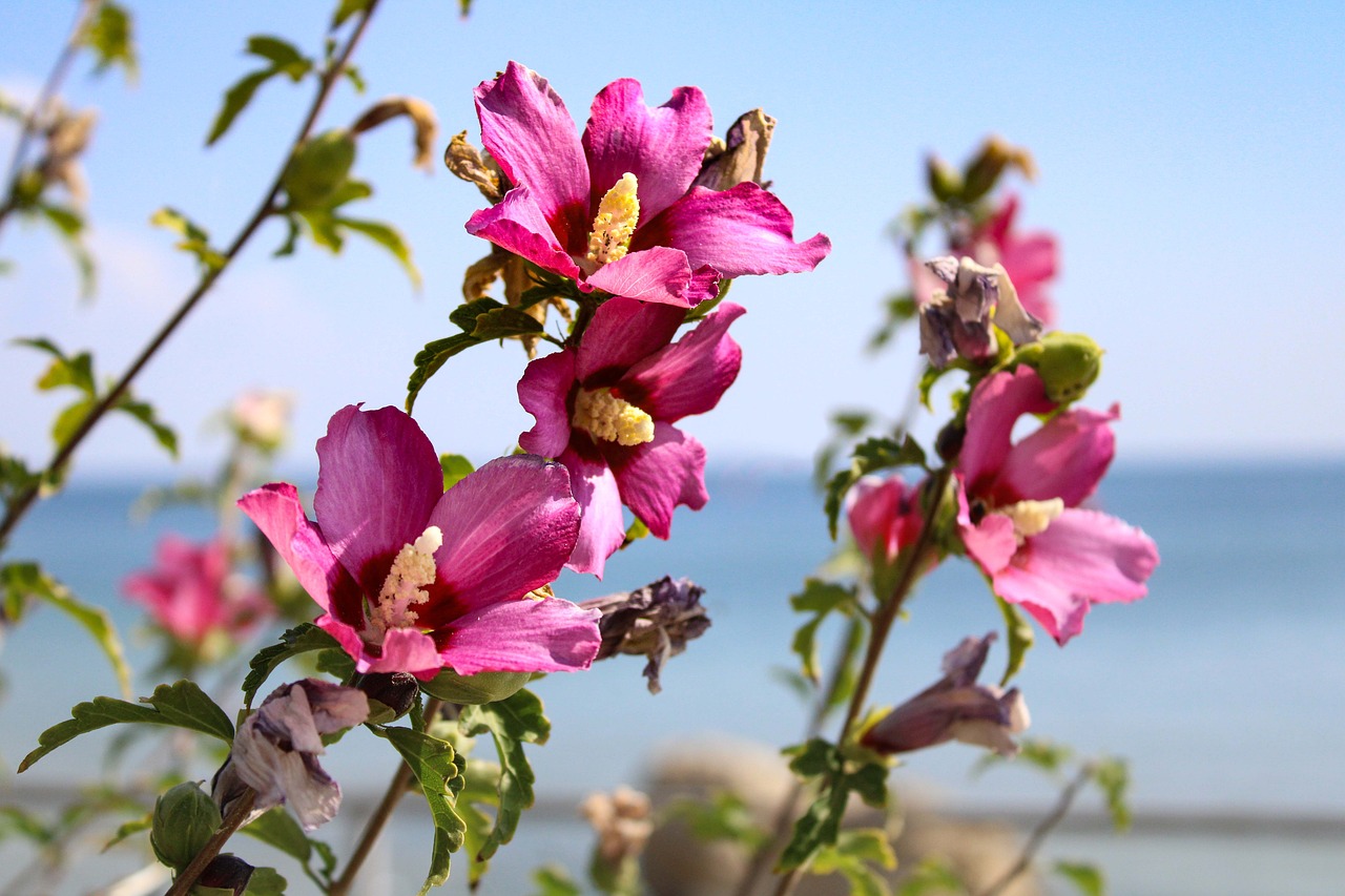 Kembang Sepatu Bunga-Bunga Bloom - Foto gratis di Pixabay - Pixabay