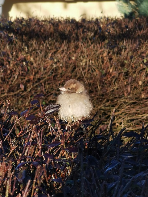 Free Bird Chick photo and picture