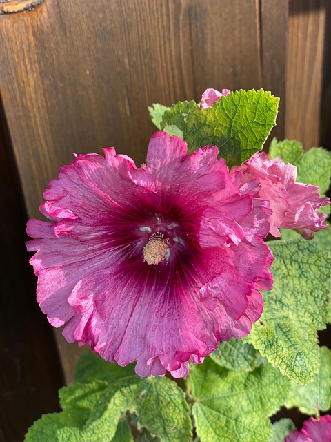 Free Hollyhock Blossom photo and picture