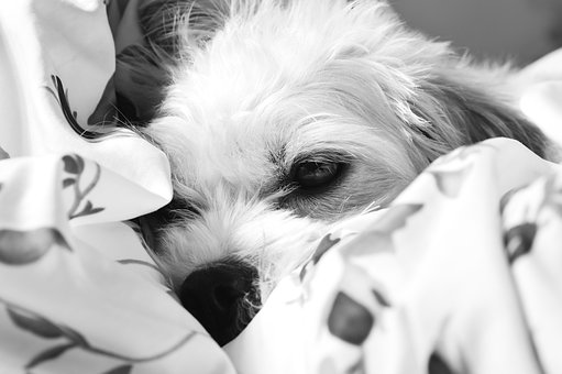Hund, Klein, Stella, Malteser, Müde