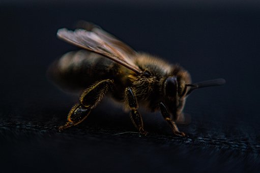 Biene, Flügel, Haar, Fokus, Auge, Makro