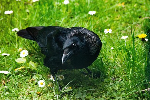 Vogel, Blumen Hintergrund, Krähe