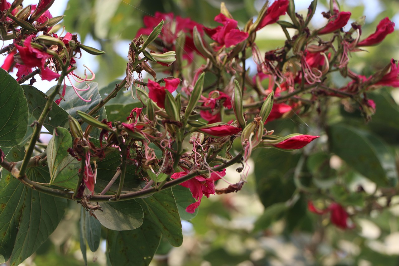 Raw Flower Red Flowers Natural Nature - Free photo on Pixabay