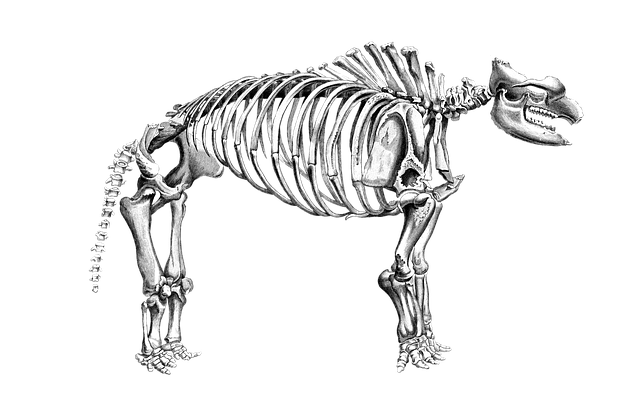 Free mammoth elephant prehistoric illustration