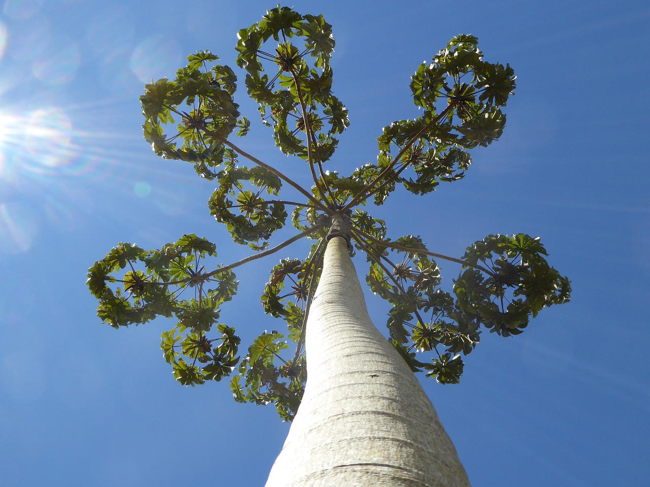 Tree Heaven - Free photo on Pixabay - Pixabay