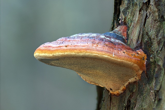 Free Mushroom Reishi photo and picture