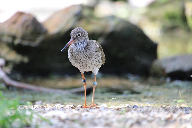 Free Bird Animal photo and picture