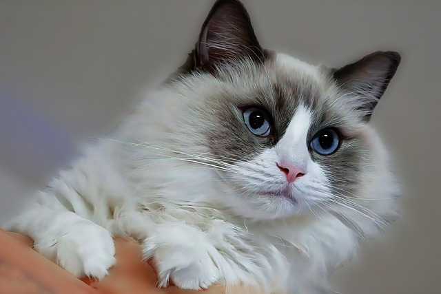 Gato, Ojos, Azul