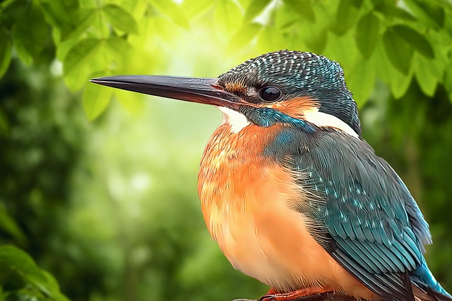 Kingfisher, Plumaje, Pico