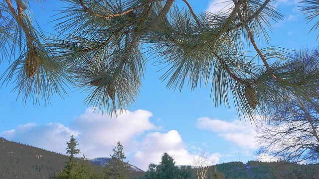 フレーム 松 枝 - Pixabayの無料写真 - Pixabay