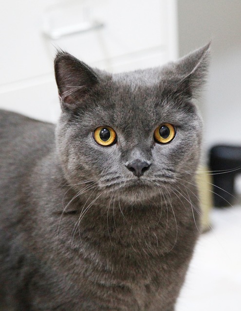 Free Cat Shorthair photo and picture