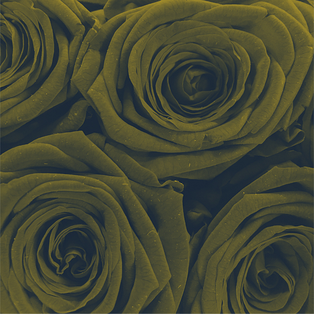 Free roses flowers flower vector