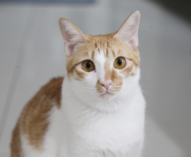 Free Cat Animals photo and picture