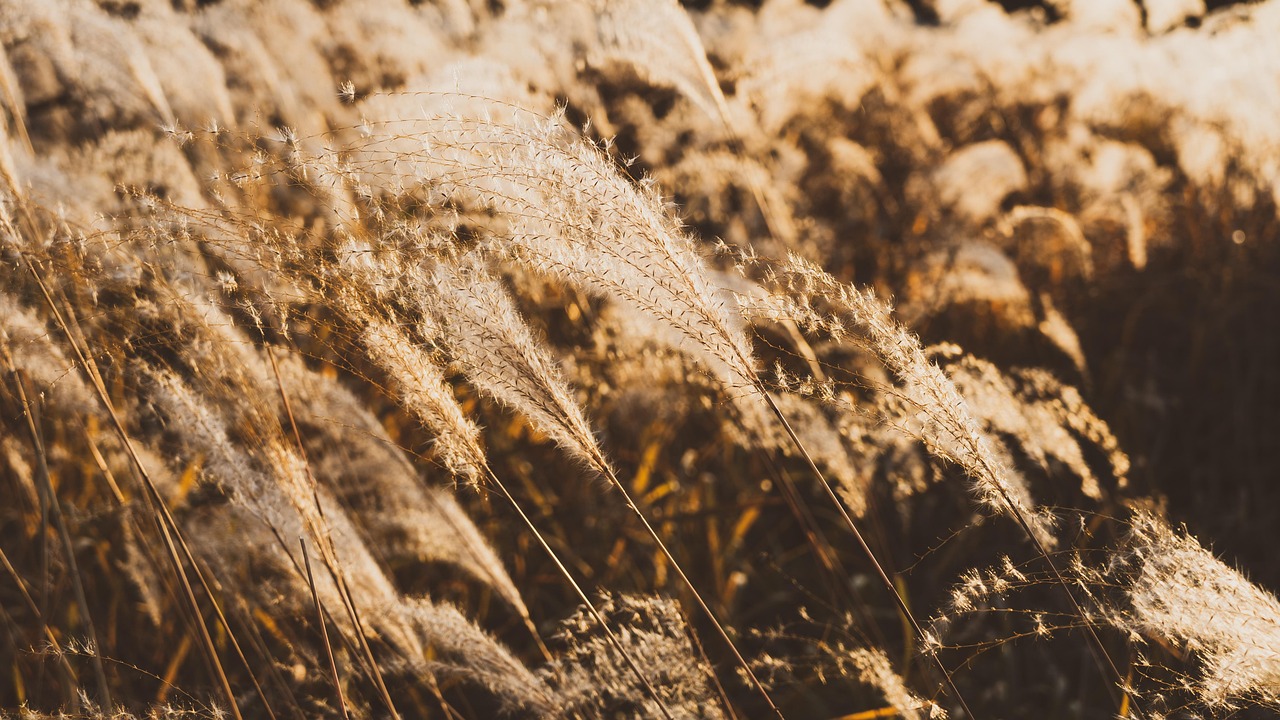 가을 자연 억새 - Pixabay의 무료 사진 - Pixabay