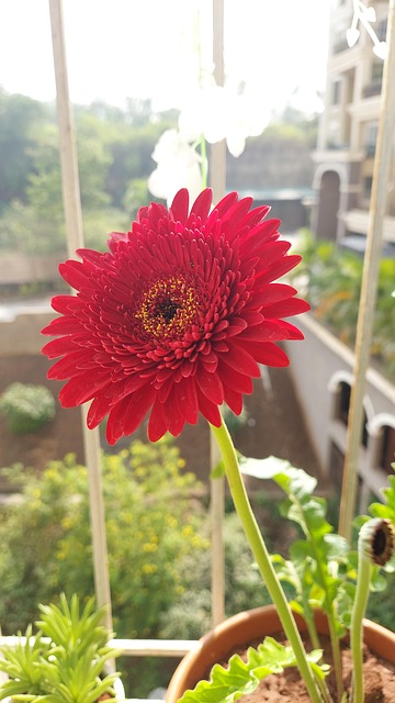 Gerbera Marguerite Rouge - Photo gratuite sur Pixabay - Pixabay