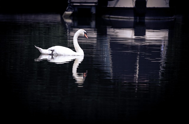 Free Swan Marina photo and picture