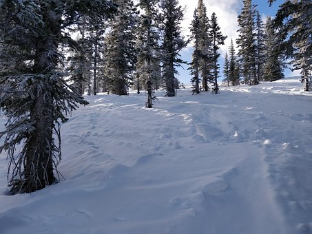 Free Snow Skiing photo and picture