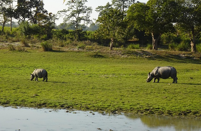 Free Rhinoceros Rhino photo and picture