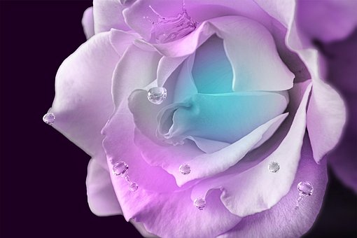 Free Pink Flower photo and picture