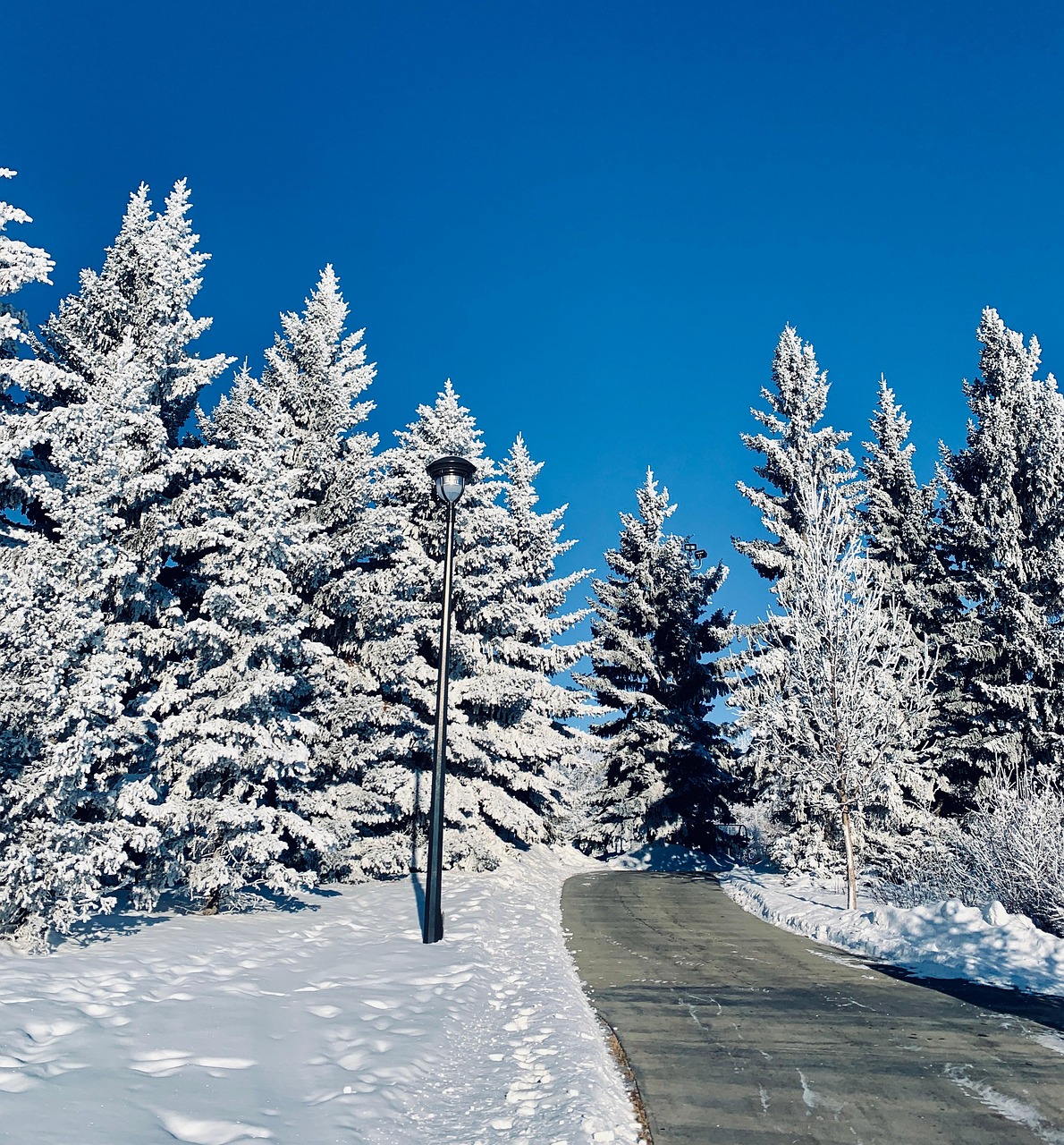 Trees Landscape Path - Free photo on Pixabay - Pixabay