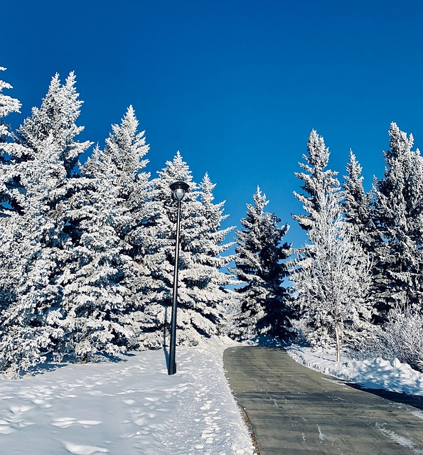 Bäume, Landschaft, Weg, Gefroren, Frost