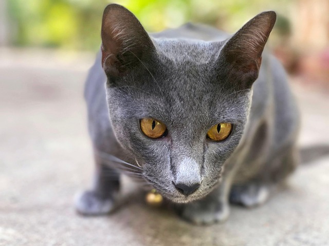 แมว, สัตว์, สัตว์เลี้ยง, Cat, ธรรมชาติ