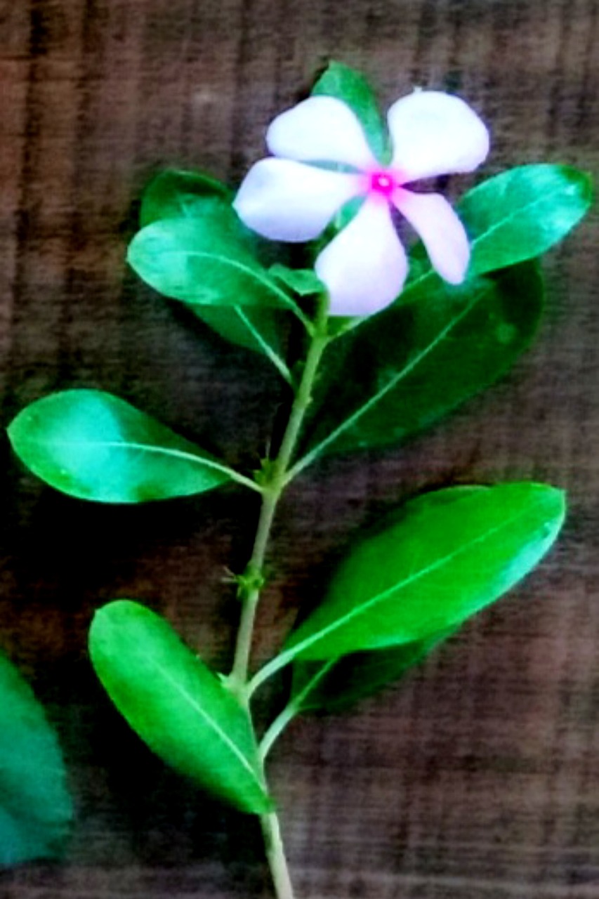 Sadabahar Flower Nandi Free photo on Pixabay Pixabay