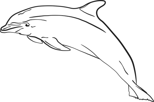 Delfin, Meer, Wasser, Fische, Natur