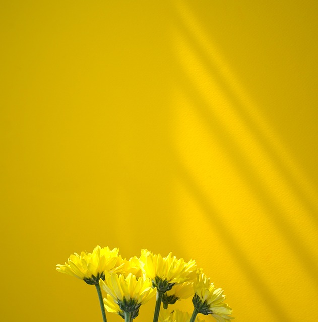 Mødre, Krysantemum, Blomst, Baggrund