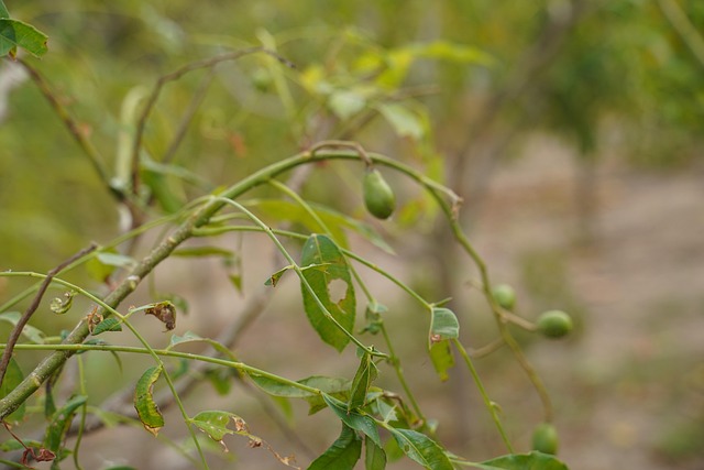 Juni Pflaume, Baum, Natur