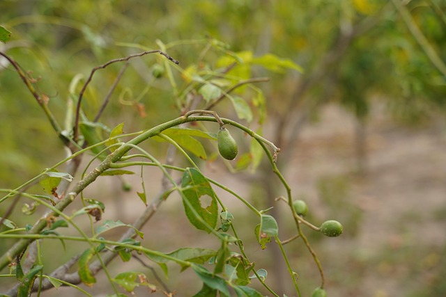 Juni Pflaume, Baum, Natur, Khmer
