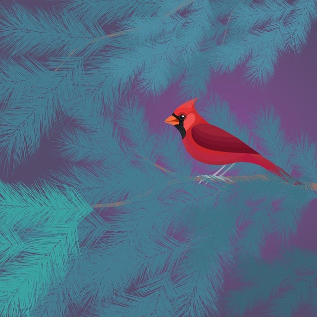 Download free HD stock image of Cardinal Bird Free cardinal bird nature illustration