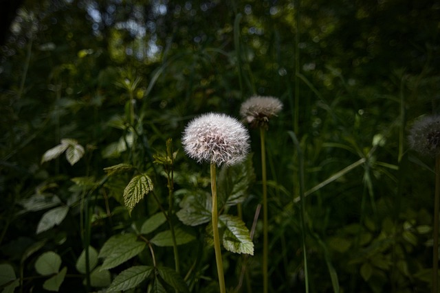 Free Flowers Flower Wallpaper photo and picture