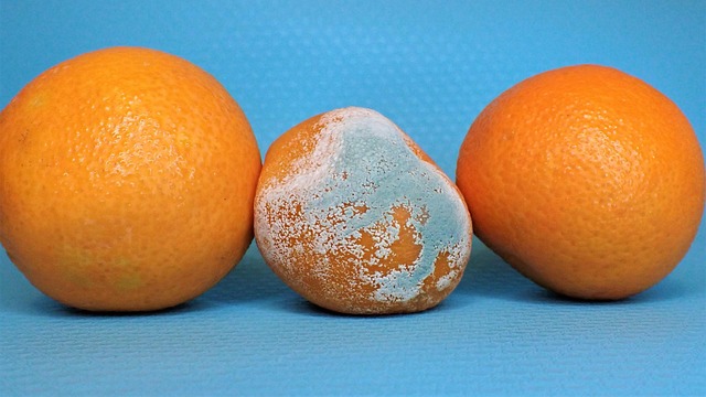 模具, 水果霉, 烂, 衰变, 坏果子, 橙子, 水果, 橙色的, 发霉的水果 模具, 水果霉, 烂, 衰变, 坏果子, 橙子, 水果, 橙色的, 发霉的水果