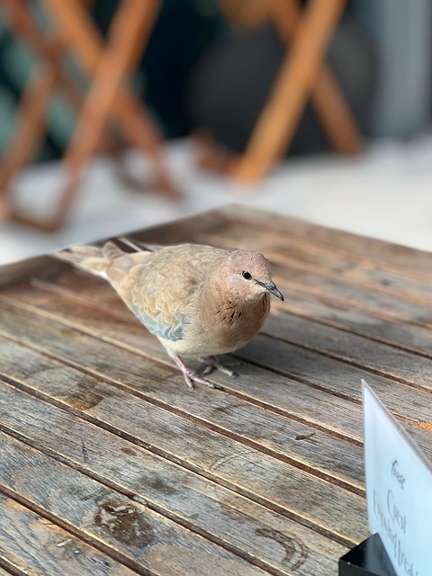 Free Bird Animal photo and picture