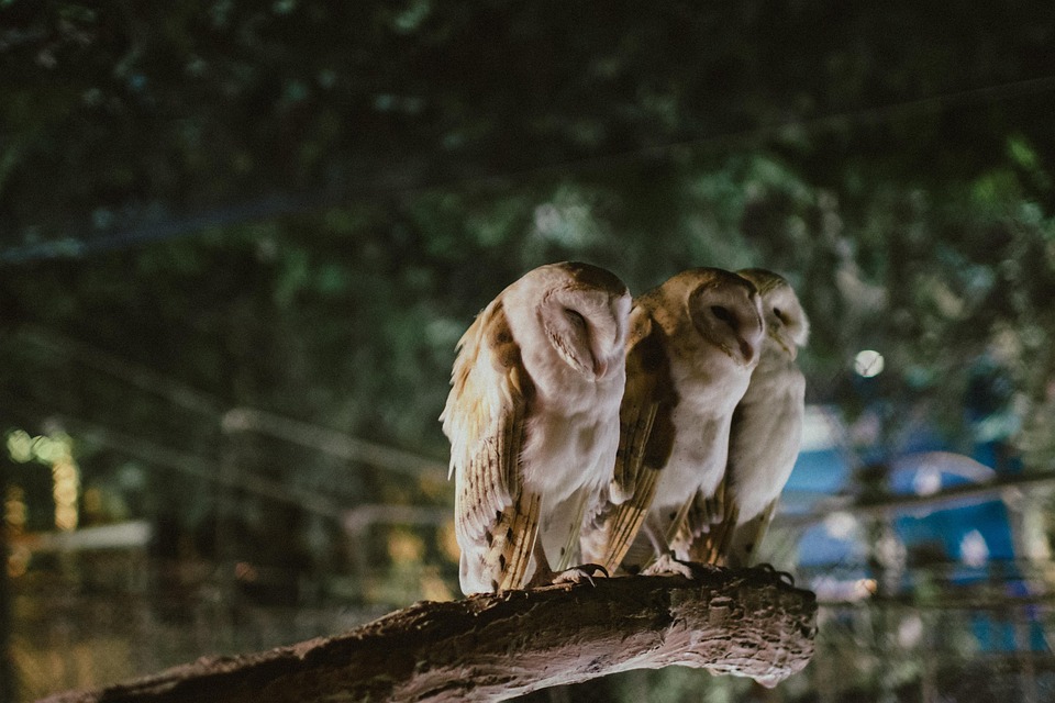 Búhos, Animal, Blanco, Paisaje, Criatura, Pájaro