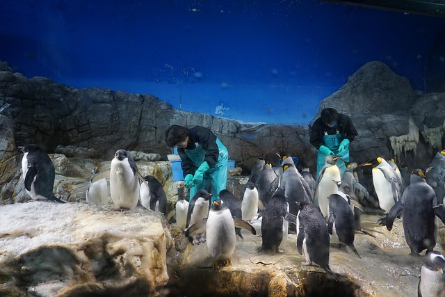 Free Osaka Aquarium photo and picture