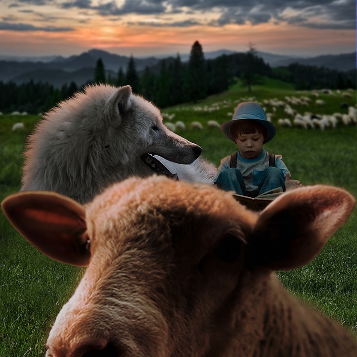 Wolf Boy Sheep - Free photo on Pixabay - Pixabay