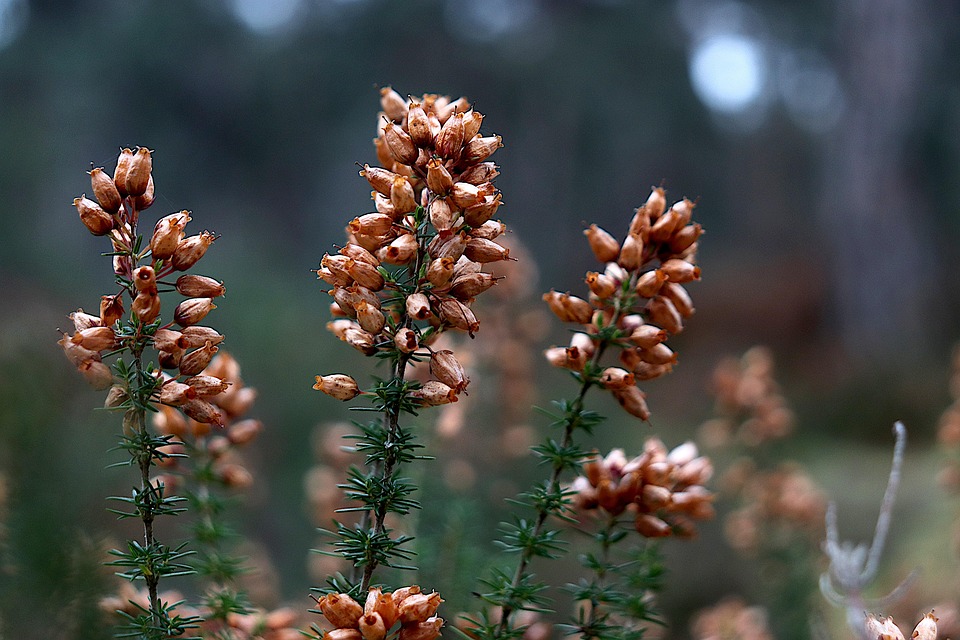 石南花 植物 森林 - Pixabay上的免费照片 - Pixabay